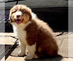 Small Photo #1 Australian Shepherd Puppy For Sale in COLLEYVILLE, TX, USA
