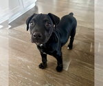 Small #1 American Staffordshire Terrier-Labrador Retriever Mix