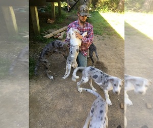 Great Dane Puppy for sale in GOLD BEACH, OR, USA