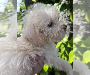 Maltipoo (Miniature)-Mauzer Mix Dog for Adoption in VENETA, Oregon USA