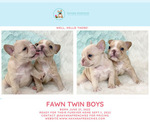 Small Photo #10 French Bulldog Puppy For Sale in PLANO, TX, USA