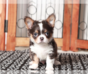 Chihuahua Puppy for Sale in NAPLES, Florida USA