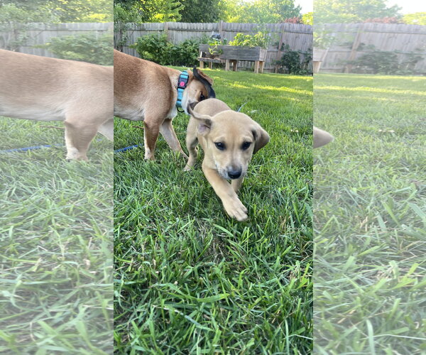 Medium Photo #2 Mutt Puppy For Sale in New London, WI, USA