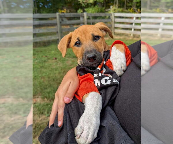 Medium Photo #2 Labrador Retriever-Unknown Mix Puppy For Sale in Aurora, IN, USA