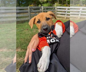 Georgia : Madison - Female Labrador Retriever-Unknown Mix Dog for Adoption - Photo #2
