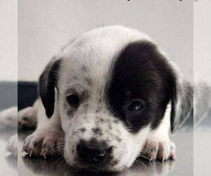 American Staffordshire Terrier-Border Collie Mix Dogs for adoption in Lake Forest, CA, USA