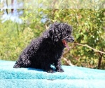 Small #11 Poodle (Toy)