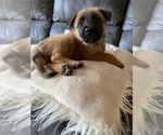 Small Photo #5 Belgian Malinois Puppy For Sale in DECATUR, AL, USA