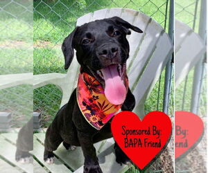 Mutt Dogs for adoption in San Leon, TX, USA