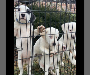 American Pit Bull Terrier-Treeing Walker Coonhound Mix Puppy for sale in ROCHESTER, IN, USA