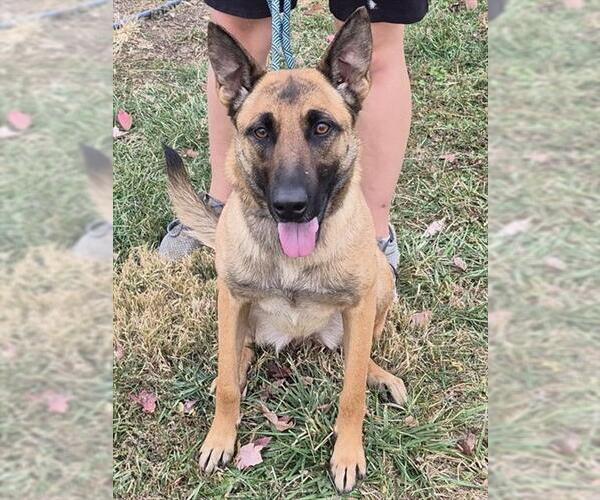 Medium Photo #1 Mutt Puppy For Sale in Decatur, IL, USA