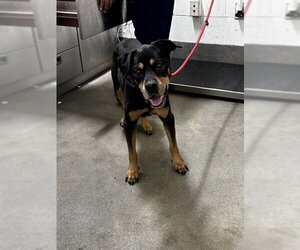Rottweiler-Unknown Mix Dogs for adoption in Forestville, MD, USA