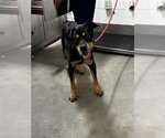 LUCKY - Male Rottweiler-Unknown Mix Dog for Adoption - Small photo