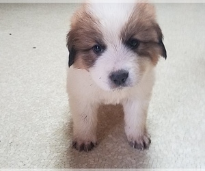 Great Pyrenees-Saint Bernard Mix Puppy for sale in LANCASTER, WI, USA