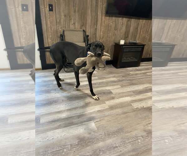 Medium Photo #1 Great Dane Puppy For Sale in Uwchlan, PA, USA