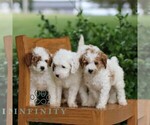 Small #1 Goldendoodle (Miniature)