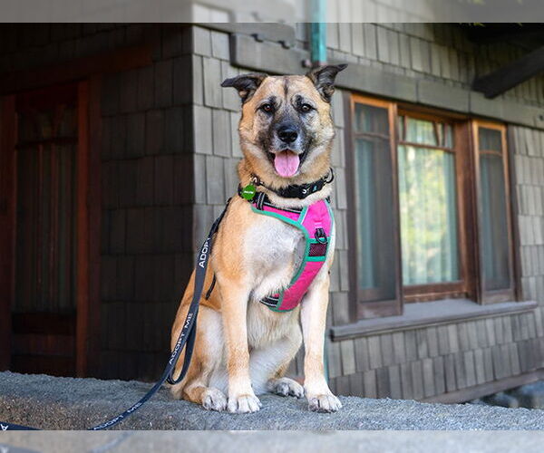 Medium Photo #3 German Shepherd Dog Puppy For Sale in Pasadena, CA, USA