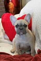 Father of the French Bulldog puppies born on 11/04/2017