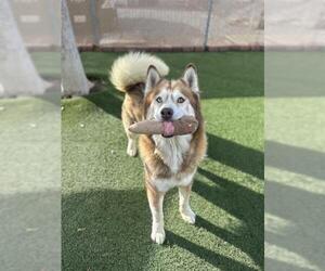 Siberian Husky Dogs for adoption in Chula Vista, CA, USA