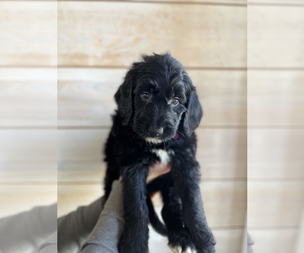 Medium Photo #2 Goldendoodle Puppy For Sale in HOSCHTON, GA, USA