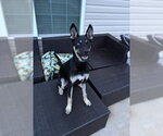 Small #2 Gerberian Shepsky