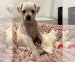 Small #3 Maltese Mix