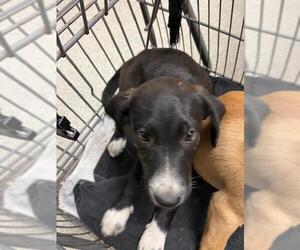 Labrador Retriever-Unknown Mix Dogs for adoption in Conroe, TX, USA