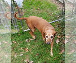 Small #8 Redbone Coonhound Mix