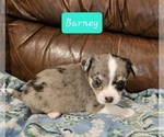 Small Photo #9 Chizer Puppy For Sale in MONTEZUMA, GA, USA