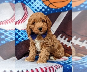 Cock-A-Poo Puppy for sale in KIRKWOOD, PA, USA