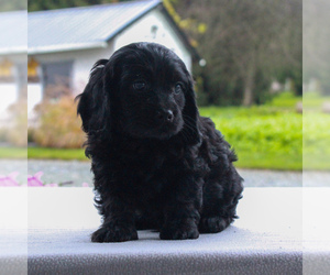 Cavalier King Charles Spaniel-Poodle (Toy) Mix Puppy for sale in COCHRANVILLE, PA, USA