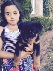 Rottweiler Puppy for sale in FRANKLIN, TN, USA