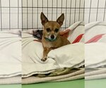 Small #1 Chipin