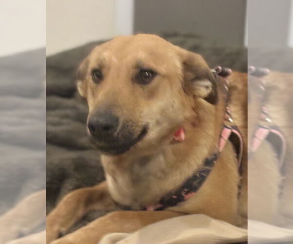 Medium Photo #3 Mutt Puppy For Sale in Andover, MN, USA