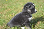 Small Photo #3 Pomsky Puppy For Sale in NEW CARLISLE, OH, USA