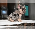 Puppy Puppy 4 French Bulldog