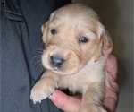Puppy Light Grey Golden Irish-Golden Retriever Mix