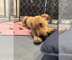 Small #3 Mutt
