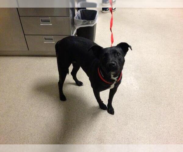 Medium Photo #1 Labrador Retriever-Unknown Mix Puppy For Sale in Riverside, CA, USA
