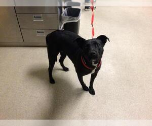 Labrador Retriever-Unknown Mix Dogs for adoption in Riverside, CA, USA