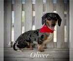 Small Photo #1 Dachshund Puppy For Sale in WINNSBORO, LA, USA