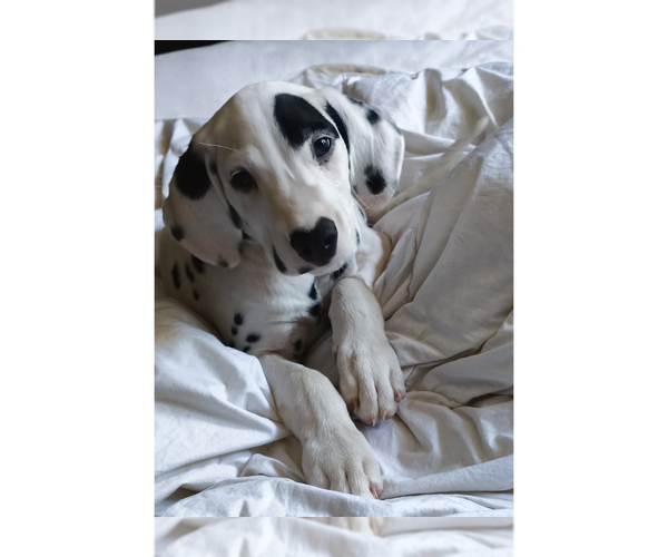 Medium Photo #5 Dalmatian Puppy For Sale in CHARLOTTE, NC, USA