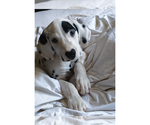 Small #4 Dalmatian