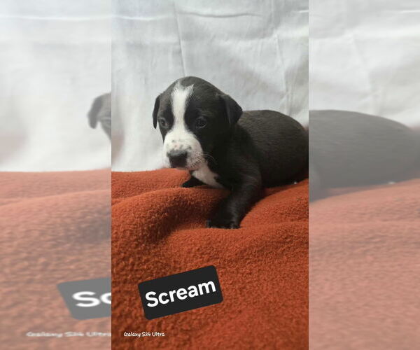 Medium Photo #2 Mutt Puppy For Sale in Foristell, MO, USA