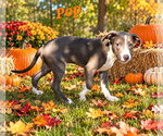 Small Photo #2 American Pit Bull Terrier-Unknown Mix Puppy For Sale in Southbury, CT, USA