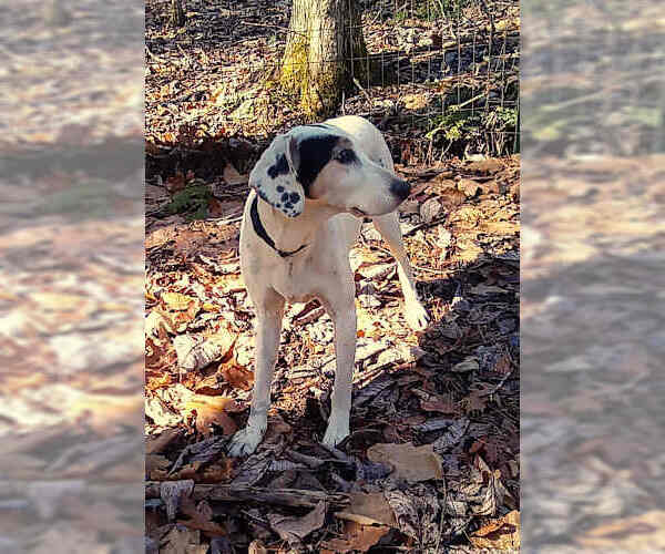 Medium Photo #3 English Coonhound-Treeing Walker Coonhound Mix Puppy For Sale in Westminster, MD, USA