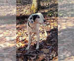 Small #2 English Coonhound-Treeing Walker Coonhound Mix