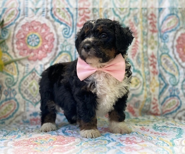 Medium Photo #3 Miniature Bernedoodle Puppy For Sale in LANCASTER, PA, USA