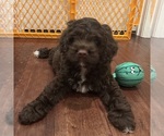 Puppy Green boy Cockapoo