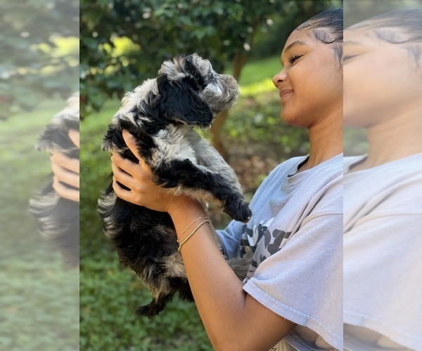 Medium Photo #2 Sheepadoodle Puppy For Sale in CLEMSON, SC, USA